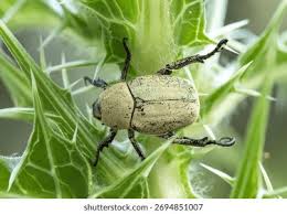 Attēlu rezultāti vaicājumam “Hoplia graminicola”