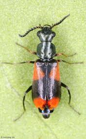 Attēlu rezultāti vaicājumam “Anthocomus fasciatus”