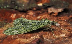 Attēlu rezultāti vaicājumam “Chloroclysta siterata”