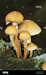 Attēlu rezultāti vaicājumam “Hypholoma sp.”