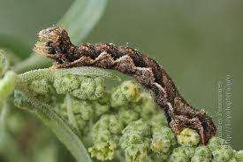 Attēlu rezultāti vaicājumam “Pelurga comitata”