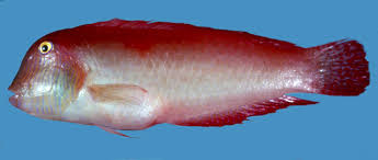 Image result for Xyrichtys novacula