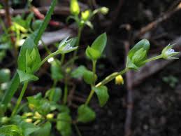 Attēlu rezultāti vaicājumam “Moehringia trinervia bud”