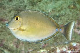 Image result for Naso unicornis