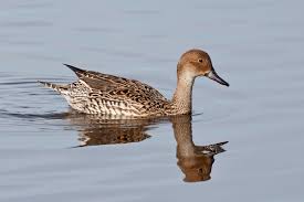 Image result for Anas acuta