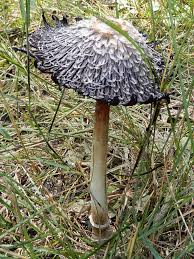 Attēlu rezultāti vaicājumam “Coprinus comatus”