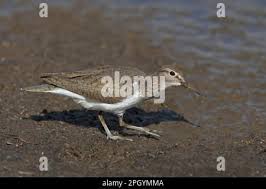 Attēlu rezultāti vaicājumam “Actitis hypoleucos adult”