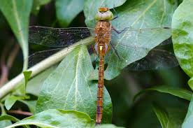 Attēlu rezultāti vaicājumam “Aeshna isoceles”