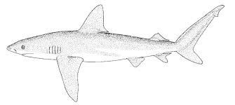 Image result for Carcharhinus galapagensis