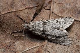 Attēlu rezultāti vaicājumam “Diurnea fagella”