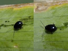 Attēlu rezultāti vaicājumam “Alticinae”