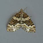 Attēlu rezultāti vaicājumam “Electrophaes corylata”