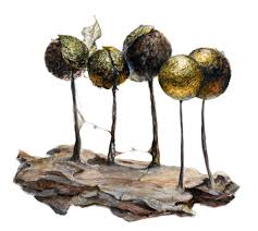 Attēlu rezultāti vaicājumam “Collaria arcyrionema spores”