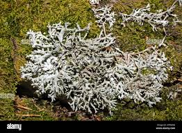 Attēlu rezultāti vaicājumam “Pseudevernia furfuracea”