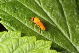 Attēlu rezultāti vaicājumam “Agathomyia wankowiczii”