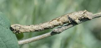 Attēlu rezultāti vaicājumam “Crocallis elinguaria larva”