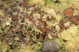 Attēlu rezultāti vaicājumam “Baeomyces rufus”