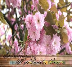 Attēlu rezultāti vaicājumam “Prunus (sakura)”