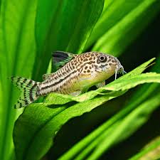 Image result for fish corydoras