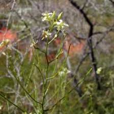 Attēlu rezultāti vaicājumam “Sisymbrium altissimum”