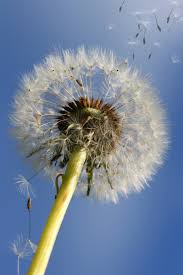 Image result for diente de leon