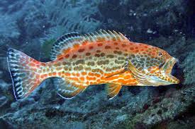 Image result for Mycteroperca olfax