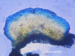 Attēlu rezultāti vaicājumam “Fellhanera subtilis”