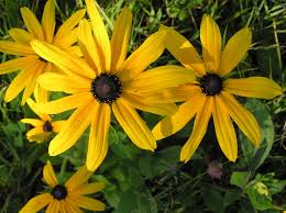 Attēlu rezultāti vaicājumam “Rudbeckia hirta var. pulcherrima flower”
