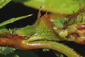 Attēlu rezultāti vaicājumam “Rhopalosiphum oxyacanthae”