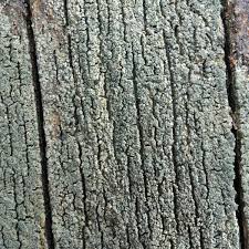 Attēlu rezultāti vaicājumam “Trapeliopsis flexuosa”