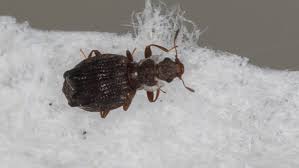 Attēlu rezultāti vaicājumam “Latridiidae”