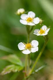 Attēlu rezultāti vaicājumam “Fragaria vesca flower”