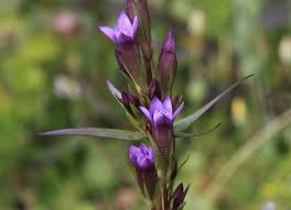 Attēlu rezultāti vaicājumam “Gentianella amarella”