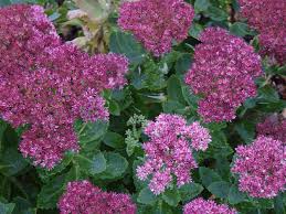 Attēlu rezultāti vaicājumam “Hylotelephium maximum”