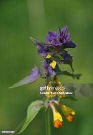 Attēlu rezultāti vaicājumam “Melampyrum nemorosum”