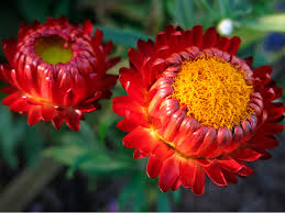Image result for Strohblume