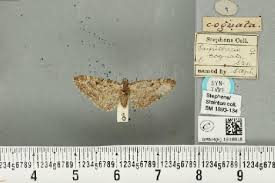 Attēlu rezultāti vaicājumam “Eupithecia icterata female”