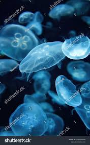 Attēlu rezultāti vaicājumam “Aurelia aurita”