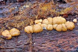 Attēlu rezultāti vaicājumam “Hypocrea rufa”