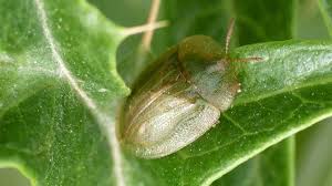 Attēlu rezultāti vaicājumam “Cassida”