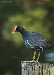 Attēlu rezultāti vaicājumam “Gallinula chloropus adult”