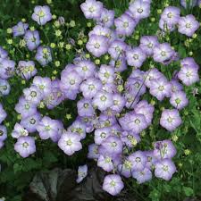 Image result for Campanula strigosa