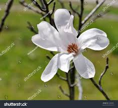 Attēlu rezultāti vaicājumam “Magnolia cylindrica flower”