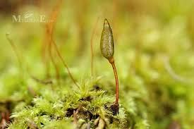 Attēlu rezultāti vaicājumam “Buxbaumia viridis sporophyte”