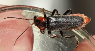 Attēlu rezultāti vaicājumam “Cantharis rustica imago”