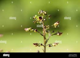 Attēlu rezultāti vaicājumam “Scrophularia nodosa fruit”