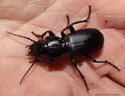 Attēlu rezultāti vaicājumam “Pterostichus niger”