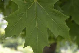Attēlu rezultāti vaicājumam “Chenopodium acerifolium leaf”