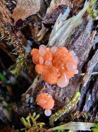 Attēlu rezultāti vaicājumam “Tubifera ferruginosa (subsp. ferruginosa) macro”