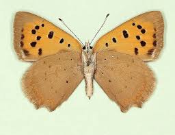 Attēlu rezultāti vaicājumam “Lycaena phlaeas female”